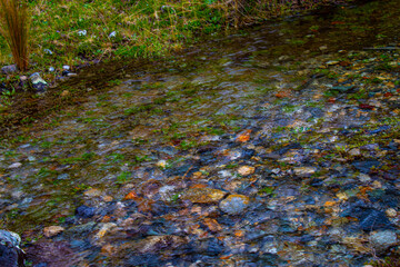 autumn in the forest