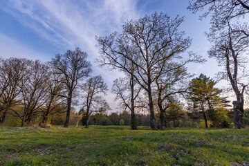 Fototapeta na wymiar Picturesque landscape spring evening. The sun's rays illuminate the young greenery. Early spring in an oak grove.