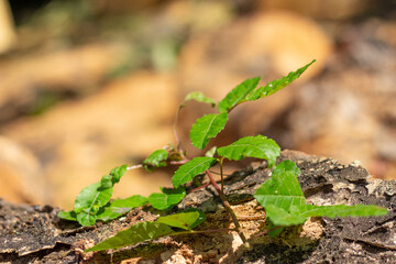 super close-up of a growing plant with a plant background.