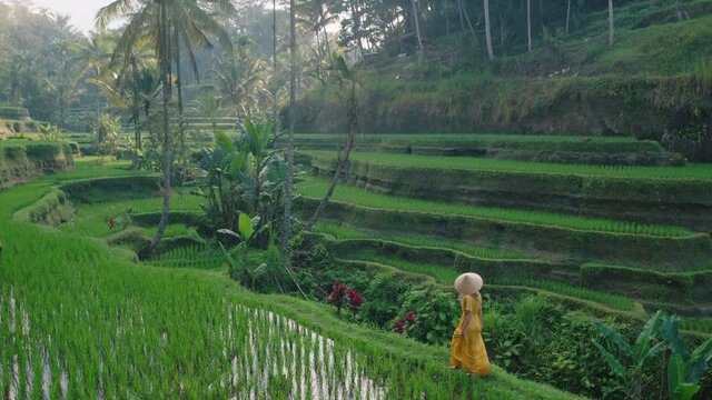 travel woman in rice field wearing yellow dress with hat exploring lush green rice terrace walking in cultural landscape exotic vacation through bali indonesia discover asia