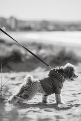 Perro caniche de paseo en la playa con correa y ropa