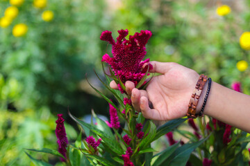 Beautiful Asian girl hand touching Comb flower or Celosia cristata with green leaves blooming in garden. Beautiful Magenta Flower Stock images.