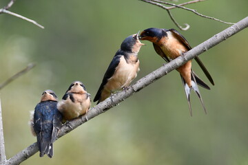 Three fledged baby Barn swallows sit perched on a branch while one is being fed by an adult © Carol Hamilton