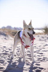 Perro de playa, perros en la playa, perros con correa, perros con ropa