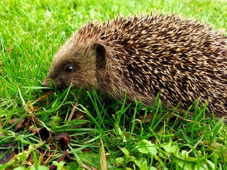 hérisson se promenant dans le jardin