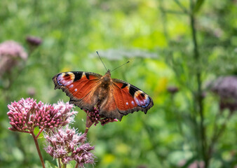 Fototapeta na wymiar butterfly on the flower in the sunshine
