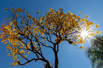 Yellow ipe tree with starry sun among the branches