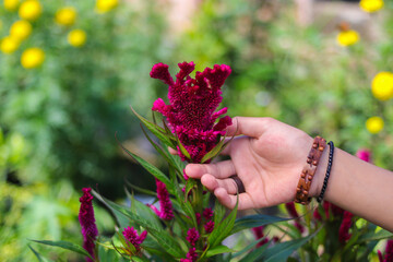 Beautiful Asian girl hand touching Comb flower or Celosia cristata with green leaves blooming in garden. Beautiful Magenta Flower Stock images.