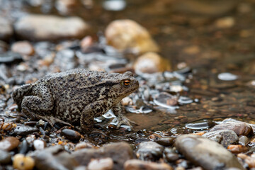 common gray toad on the shore close-up