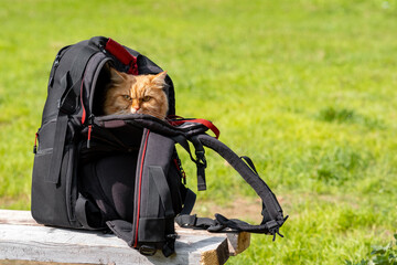 the cat is hiking, sitting in a backpack