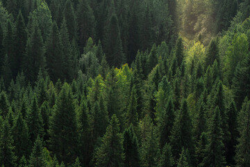 mountain forest landscape with sunbeams, top view