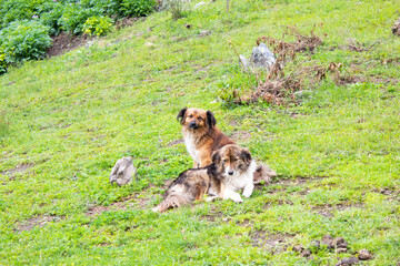 dog in the grass