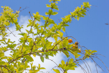 super close-up of a growing Duranta erect with a blue sky in the background.