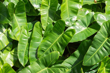 super close of several Philodendron leaves