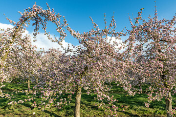 Apple blossom in bloom in a modern cider orchard