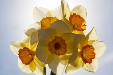 yellow daffodil in the spring season