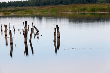 a lake with different plants