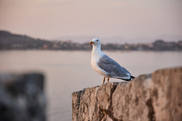 gaviota en roca