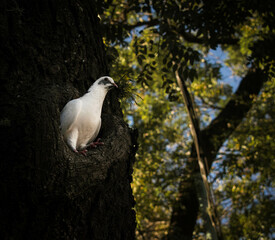 Paloma blanca en un arbol
