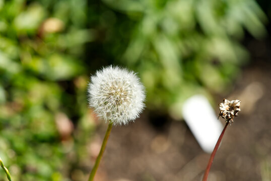 white fluffy dandelion Taraxacum officinale on a green and brown blurred background. close up