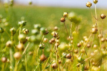 green flax ready for harvesting