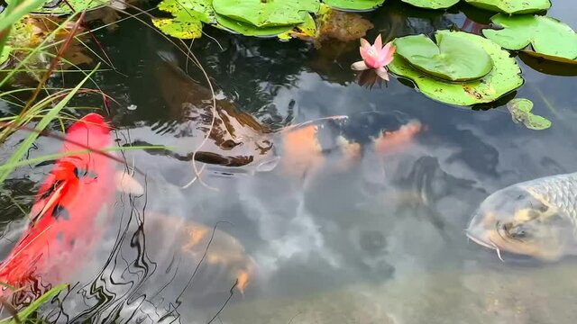 Slow motion large fish in pond lily pads