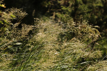 graminées