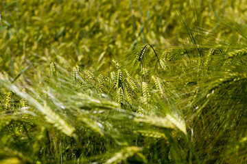 wheat field with green immature wheat plants