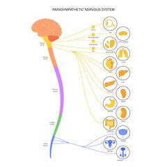 Parasympathetic nervous system - obrazy, fototapety, plakaty