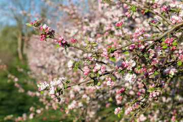 Apple blossom in bloom in a modern cider orchard