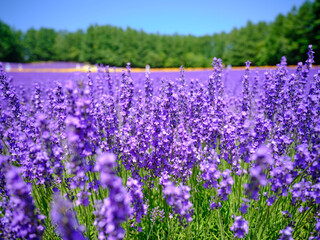 Naklejka premium ラベンダー畑