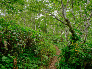 礼文岳の登山道