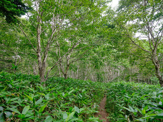 礼文岳の登山道