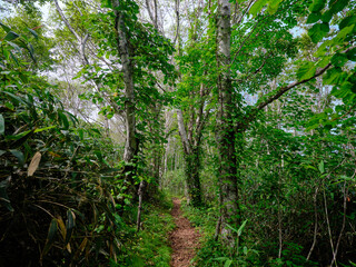 礼文岳の登山道