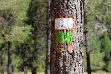 White and green paint mark on a tree to indicate path in the forest