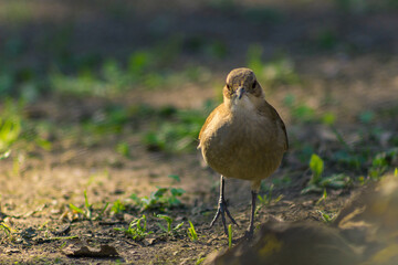 Birds