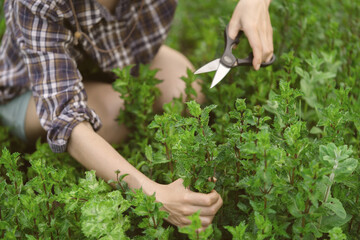 A young girl collects mint in the garden.