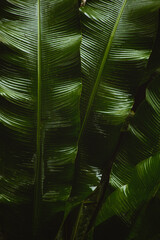 palm leaf background