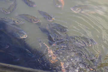 Nile tilapia fish (also known as ikan nila or mujair) come to the surface to breathe oxygen in a local Indonesian fish pond during the midday.