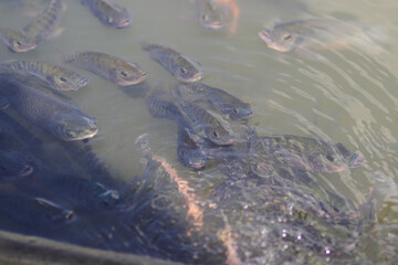 Nile tilapia fish (also known as ikan nila or mujair) come to the surface to breathe oxygen in a local Indonesian fish pond during the midday.