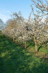 Fototapeta na wymiar Apple blossom in bloom in a modern cider orchard