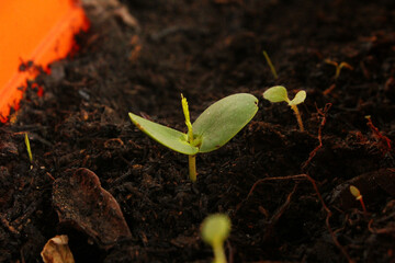 Close-up of a small sprout of Algarrobo, native tree of Argentina.