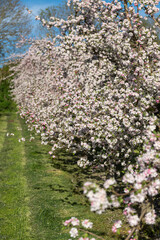Apple blossom in bloom in a modern cider orchard