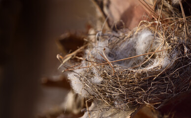 A dry, abandoned bird's nest, well padded, on the edge of a tree trunk outdoors