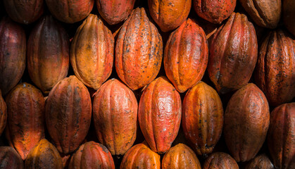 cacao pods (Theobroma cacao), cacao background and Textures, cacao farm.