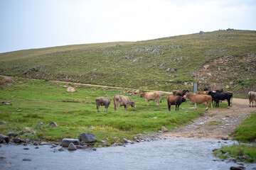 Mountain and cows on green meadow, summer landscape.