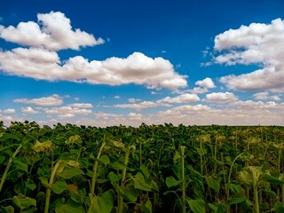 Fototapeta na wymiar Sunflower field and blue sky