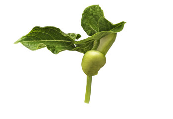 young plant growing from seed on white background