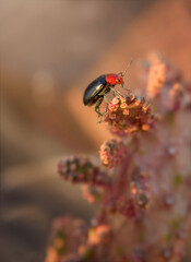 insecto posando en un cactus