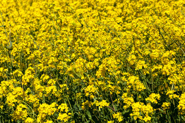 flowering rapeseed with a lot of yellow flowers